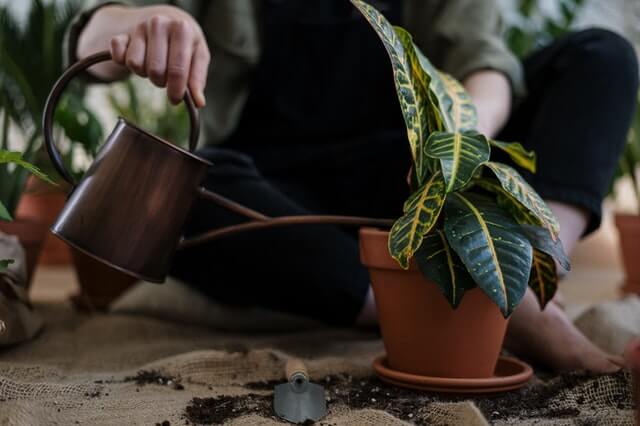 Arrosage de plante sur la roche sur yon